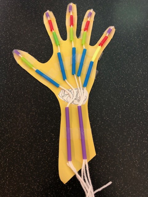 Image for DIY Kids | Skeleton Hand