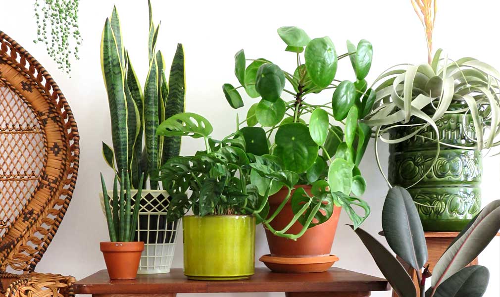 Image for A Toast to Champaign | Houseplants 101
